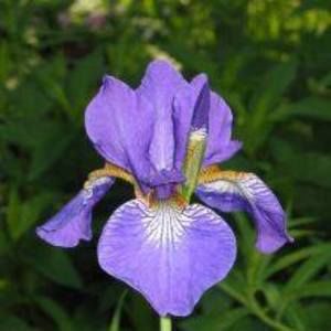 Meet your Posher, Iris